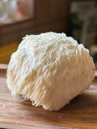 Soplówka jeżowata – suszony i zmielony grzyb funkcjonalny z Polski, 100g