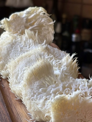 Soplówka jeżowata - świeży grzyb funkcjonalny z uprawy z Polski - 0,500 kg