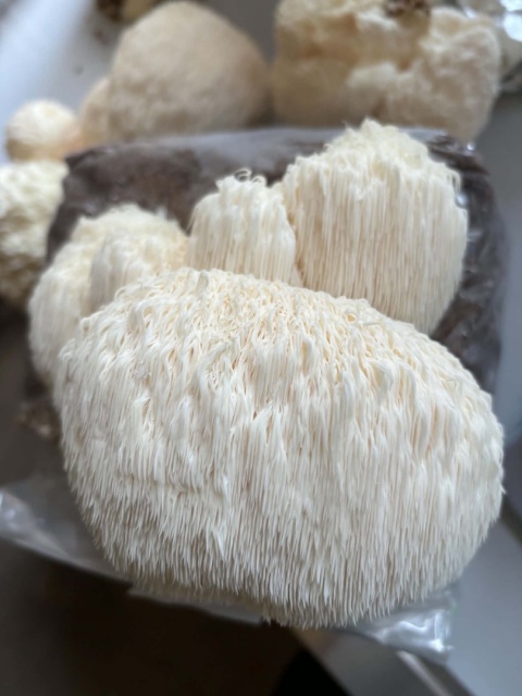 Soplówka jeżowata - świeży grzyb funkcjonalny z uprawy z Polski - 1 kg