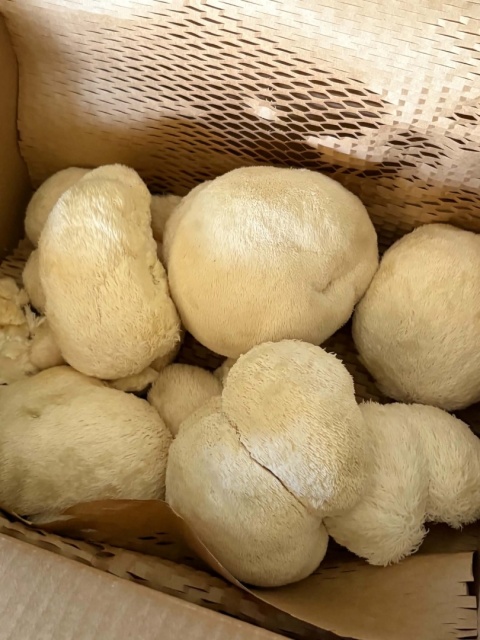 Soplówka jeżowata - świeży grzyb funkcjonalny z uprawy z Polski - 1 kg